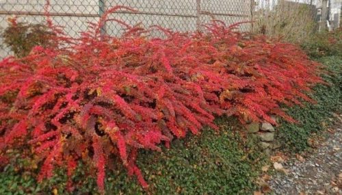 Kokoso pluošto priešeroziniui tinklui tinkantys augalai